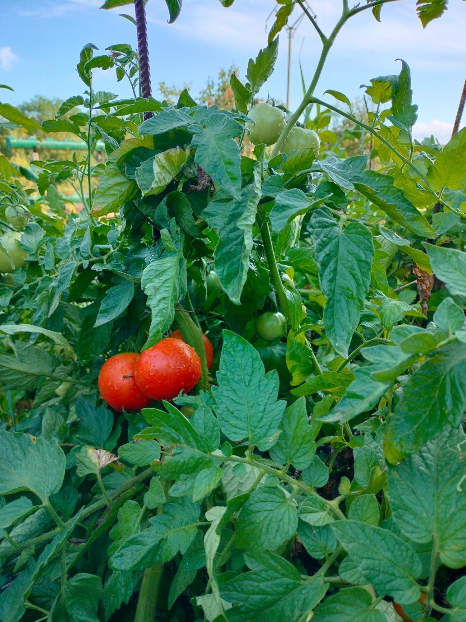 Agriturismo Il Bardellino 피비쟈노 외부 사진